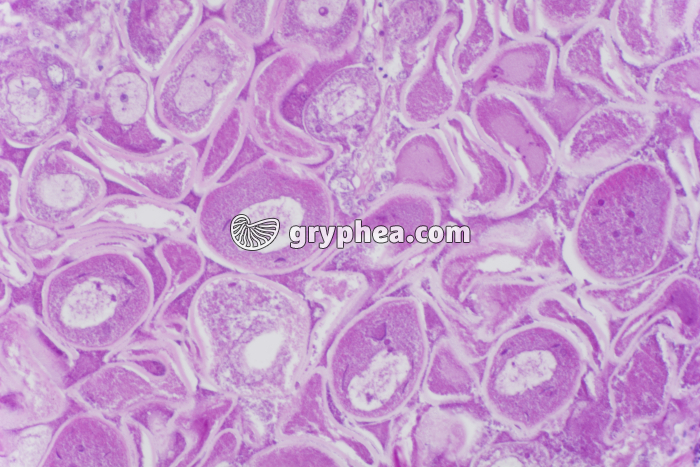 Hermaphrodisme Coquille St-Jacques x100 - gryphea.com